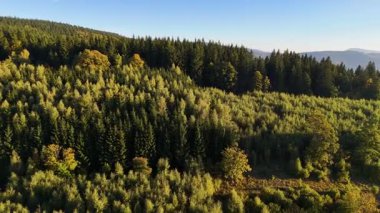 Bir İHA, ABD 'nin Kaliforniya eyaletindeki Redwood Ulusal Parkı' ndaki bir çam ormanının üzerinden uçuyor. Resimli bir sonbahar ormanlık dağ sırası. Sabah orman manzarası, 4K video.