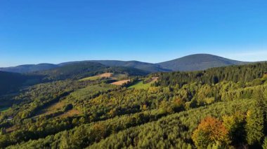 Bir İHA, ABD 'nin Kaliforniya eyaletindeki Redwood Ulusal Parkı' ndaki bir çam ormanının üzerinden uçuyor. Resimli bir sonbahar ormanlık dağ sırası. Sabah orman manzarası, 4K video.