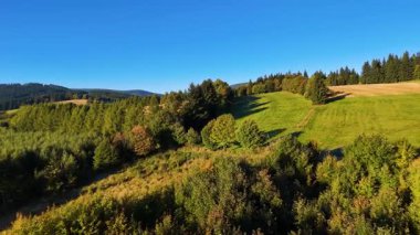 Bir İHA, ABD 'nin Kaliforniya eyaletindeki Redwood Ulusal Parkı' ndaki bir çam ormanının üzerinden uçuyor. Resimli bir sonbahar ormanlık dağ sırası. Sabah orman manzarası, 4K video.