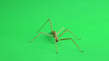 Çubuk çekirgesi yeşil arkaplanda izole edildi