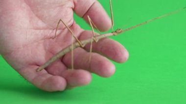 Çubuk çekirgesi yeşil arkaplanda izole edildi