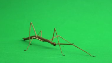 Çubuk çekirgesi yeşil arkaplanda izole edildi