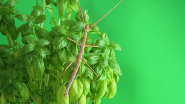 Çubuk çekirgesi yeşil arkaplanda izole edildi