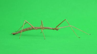 Çubuk çekirgesi yeşil arkaplanda izole edildi