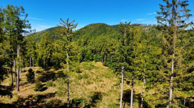 Aerial view of lush green forest with mountains creating a serene nature setting, Sitka, Alaska, USA.