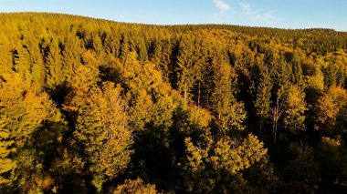 ABD 'nin Kaliforniya eyaletindeki Redwood Ulusal Parkı' nda sonbaharda yemyeşil bir çam ormanının hava görüntüsü. Bir dron vahşi ormanın üzerinde uçuyor. Manzara ağaç tepelerine kadar uzanıyor..