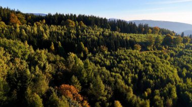 ABD 'nin Kaliforniya eyaletindeki Redwood Ulusal Parkı' nda sonbaharda yemyeşil bir çam ormanının hava görüntüsü. Bir dron vahşi ormanın üzerinde uçuyor. Manzara ağaç tepelerine kadar uzanıyor..