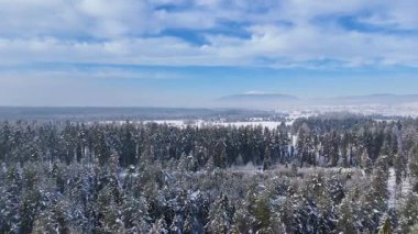 Kış ormanı kozalaklı kar kaplı Zakopane Polonya
