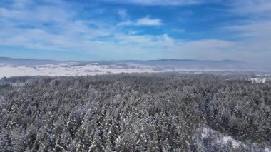 Kış ormanı kozalaklı kar kaplı Zakopane Polonya