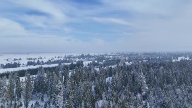 Kış ormanı kozalaklı kar kaplı Zakopane Polonya