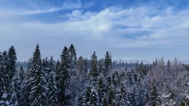 Kış ormanı kozalaklı kar kaplı Zakopane Polonya