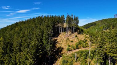 Lush green coniferous forest mountains creating a serene view of nature  USA.