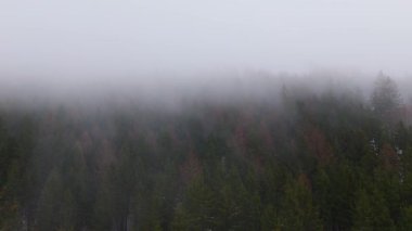 Çek Cumhuriyeti 'nde sisli bir orman, kış karı ve ladin ağaçlarının üzerinde bir insansız hava aracıyla uçuyorlar..