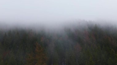 Çek Cumhuriyeti 'nde sisli bir orman, kış karı ve ladin ağaçlarının üzerinde bir insansız hava aracıyla uçuyorlar..