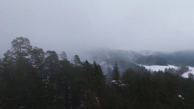 Çek Cumhuriyeti 'nin Adrspach kaya bölgesindeki sisli orman ve kozalaklı ağaçların hava manzarası.
