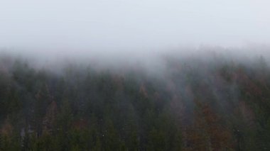 Kışın sis, insansız hava aracı manzaralı kozalaklı orman, Çek Cumhuriyeti