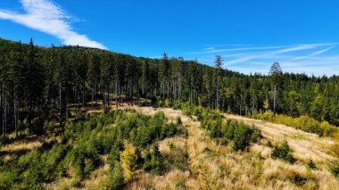 Drone view autumn view coniferous forest hills mountains USA.
