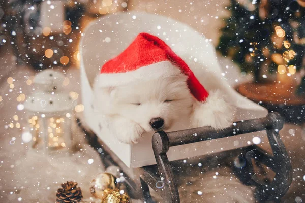 Bir Fotoğraf Stüdyosunda Noel Baba Şapkası Takan Beyaz Samoe Köpeği — Stok fotoğraf