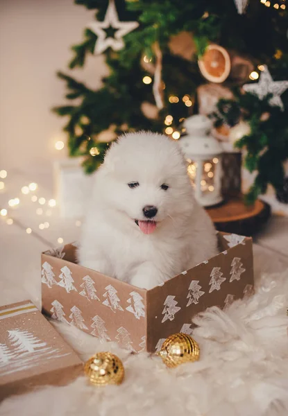Bir fotoğraf stüdyosundaki yeni yıl ağacının altında hediye kutusunda samoed köpek yavrusu.