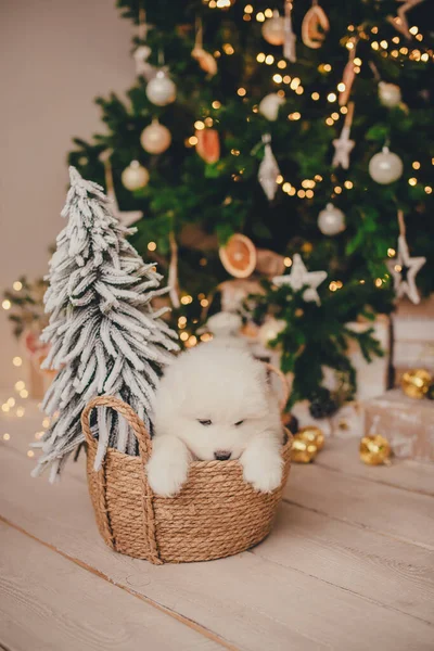 White samoyed puppy in a box for gifts under a new year tree in a photo studio