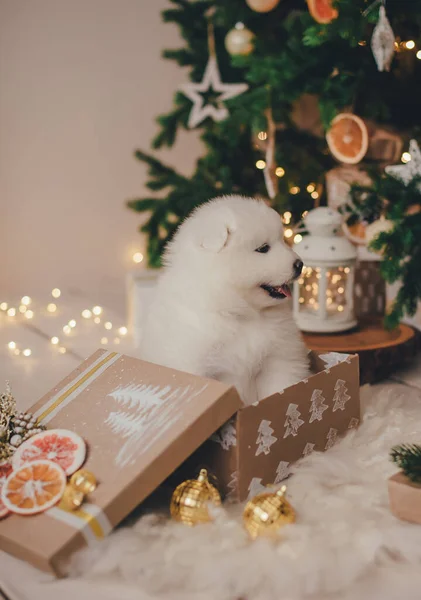 White samoyed puppy in a box for gifts under a new year tree in a photo studio