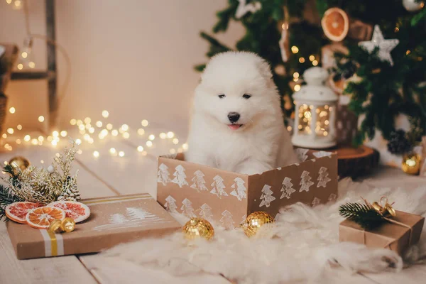 Blanco Samoyed Cachorro Una Caja Para Regalos Bajo Árbol Año — Foto de Stock