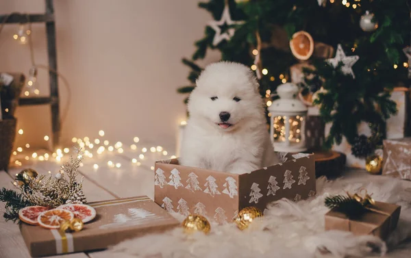 White samoyed puppy in a box for gifts under a new year tree in a photo studio
