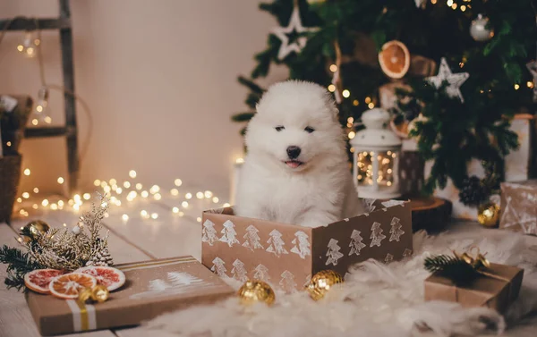 Bir fotoğraf stüdyosundaki yeni yıl ağacının altında hediye kutusunda samoed köpek yavrusu.