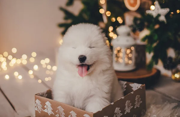 White Samoyed Puppy Box Gifts New Year Tree Photo Studio — Stock Photo, Image