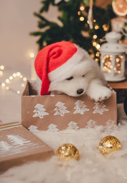 Bir fotoğraf stüdyosunda Noel Baba şapkası takan beyaz samoe köpeği.