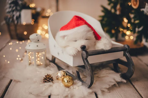 Bir fotoğraf stüdyosunda Noel Baba şapkası takan beyaz samoe köpeği.