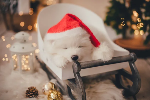 Blanco Samoyed Cachorro Usando Sombrero Santa Claus Bajo Árbol Navidad — Foto de Stock