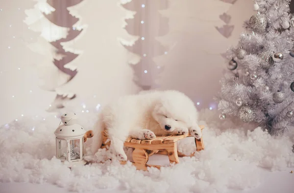 白い同じ子犬が小さなそりに横たわっています 新年のインテリアを持つ写真スタジオで光の背景で撮影 — ストック写真