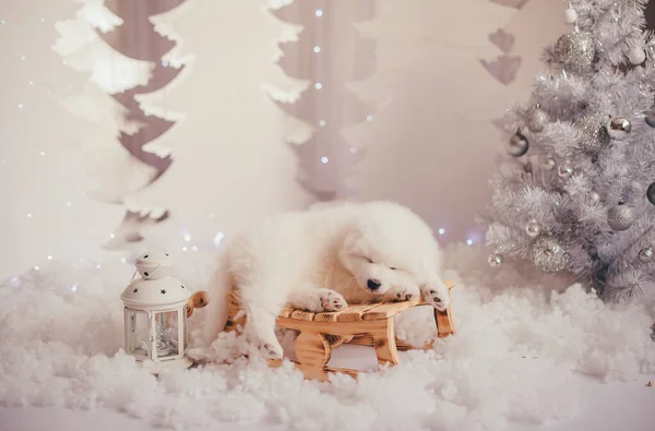 Küçük bir kızağın üzerinde beyaz samoinli bir köpek yavrusu yatıyor. Bir fotoğraf stüdyosunun arka planında yeni yıl iç dekorasyonuyla çekim yapmak..