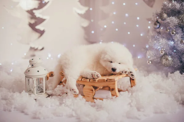 Een Witte Puppy Ligt Een Kleine Slee Opname Een Lichte — Stockfoto