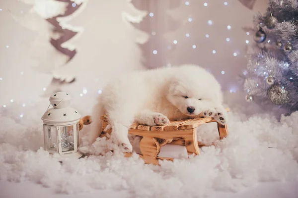 Een Witte Puppy Ligt Een Kleine Slee Opname Een Lichte — Stockfoto
