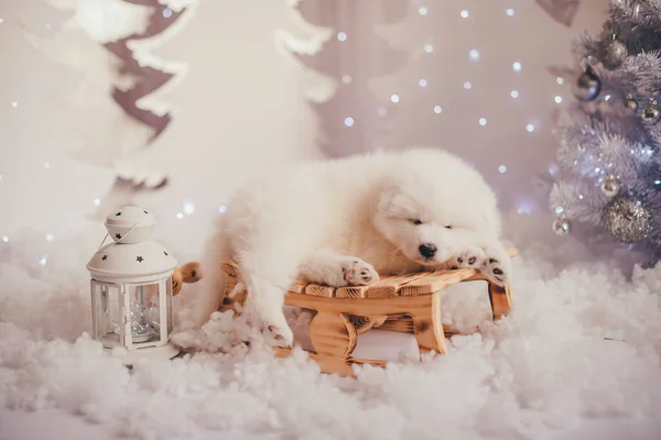 白い同じ子犬が小さなそりに横たわっています 新年のインテリアを持つ写真スタジオで光の背景で撮影 — ストック写真