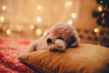 Şirin köpek yavrusu Noel ağacının altında bir yastığın üzerinde uyuyor.