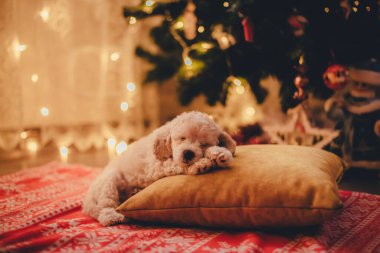 Şirin köpek yavrusu Noel ağacının altında bir yastığın üzerinde uyuyor.