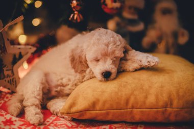 Şirin köpek yavrusu Noel ağacının altında bir yastığın üzerinde uyuyor.