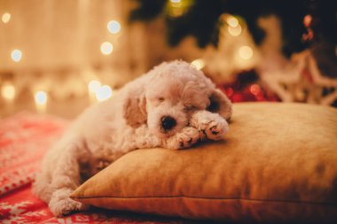 Şirin köpek yavrusu Noel ağacının altında bir yastığın üzerinde uyuyor.