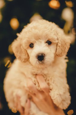 Noel ağacının altındaki sevimli kaniş yavrusu.