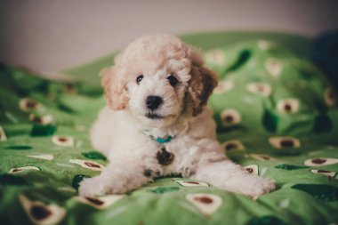 Avokado desenli bir battaniyeye uzanmış sevimli kaniş yavrusu.