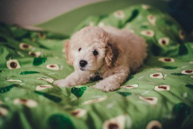 Avokado desenli bir battaniyeye uzanmış sevimli kaniş yavrusu.