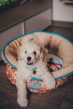 Şirin köpek yavrusu evinde yatıyor.