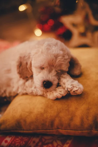 Aranyos Pudli Kiskutya Alszik Egy Párnán Karácsonyfa Alatt — Stock Fotó