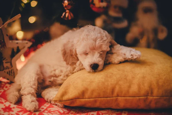 Şirin Köpek Yavrusu Noel Ağacının Altında Bir Yastığın Üzerinde Uyuyor — Stok fotoğraf