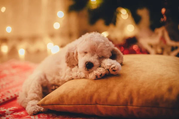 Leuke Poedel Puppy Slapen Een Kussen Onder Een Kerstboom — Stockfoto
