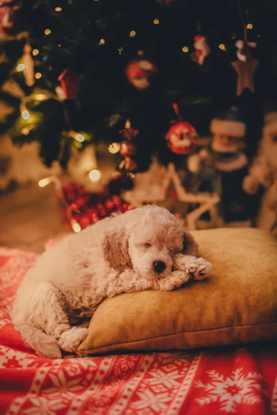 Şirin Köpek Yavrusu Noel Ağacının Altında Bir Yastığın Üzerinde Uyuyor — Stok fotoğraf