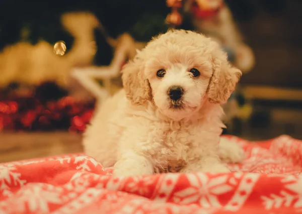 Bonito Cachorro Poodle Sob Árvore Natal — Fotografia de Stock